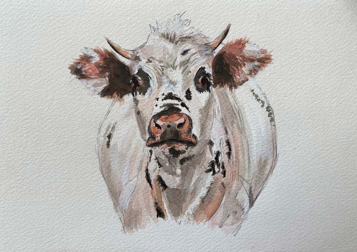 Peinture aquarelle Belle vache
