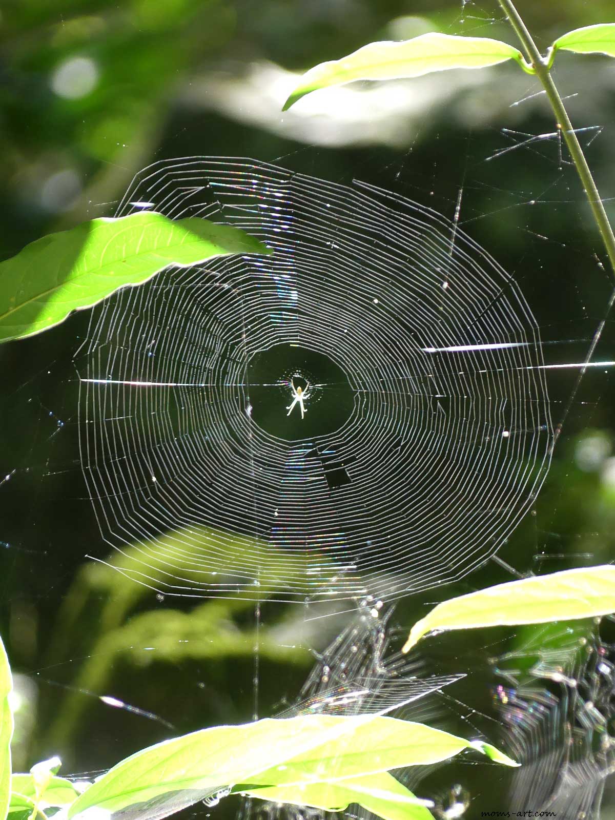 Photo inclassable 45 tours en toile d'araignée