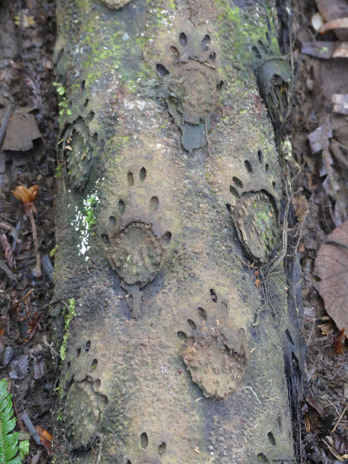 Photo inclassable empreintes sur tronc d'arbre